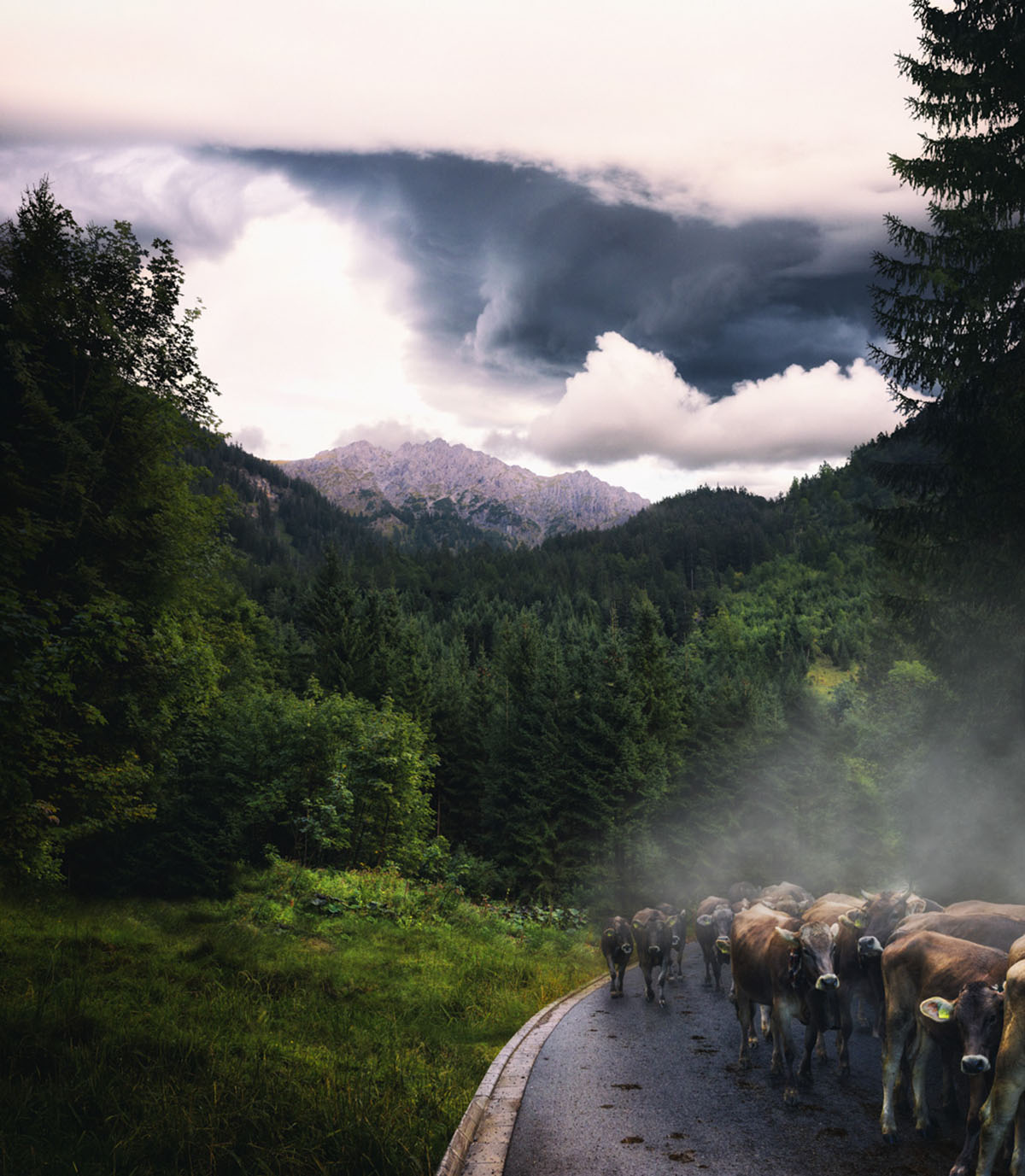 kuhbilder Kuh Bild Allgäu Alpen Berge Kuh Braunvieh Vieh Rind Rinder Kühe Viehscheid Alp Alm Abtrieb Bergsommer Hinterstein Oberallgäu grün