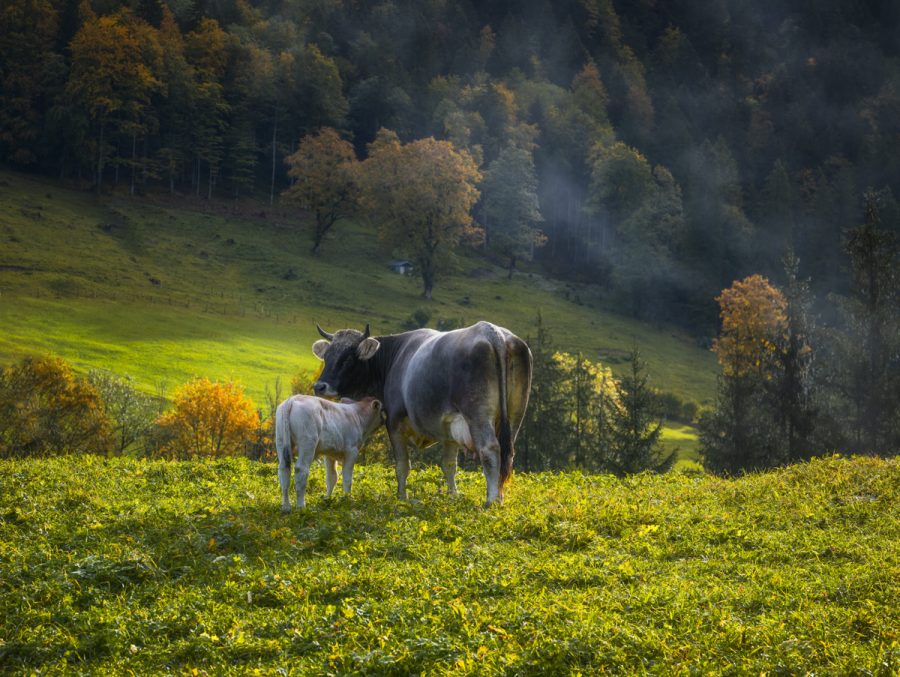 kuhbilder Kuh Bild Allgäu Alpen Berge Kuh Braunvieh Vieh Rind Rinder Kühe Viehscheid Alp Alm Abtrieb Bergsommer Oberallgäu grün