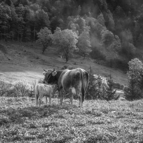 kuhbilder leinwand schwarz weiß wandbilder foto kaufen Allgäu Alpen Berge Kuh Braunvieh Vieh Rind Kühe Viehscheid Alp Alm Bergsommer Oberallgäu