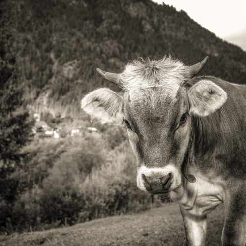 kuhbilder leinwand sepia wandbilder foto kaufen Allgäu Alpen Berge Kuh Braunvieh Vieh Rind Kühe Viehscheid Alp Alm Bergsommer Oberallgäu