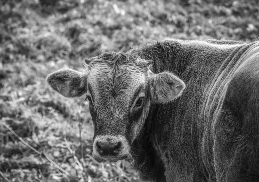 kuhbilder leinwand schwarz weiß wandbilder foto kaufen Allgäu Alpen Berge Kuh Braunvieh Vieh Rind Kühe Viehscheid Alp Alm Bergsommer Oberallgäu