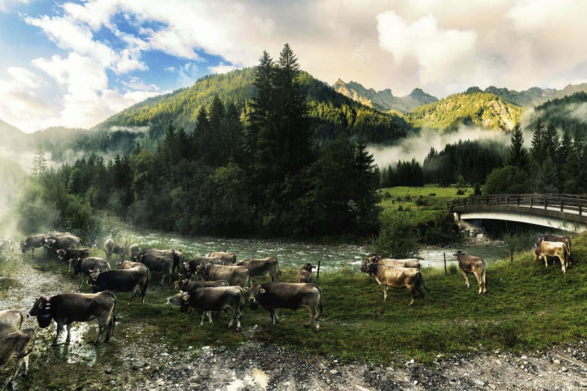 15 1959 Panorama Allgaeu Alpen Berge Kuh Braunvieh Vieh Rind Rinder Kuehe Viehscheid Alp Alm Abtrieb Bergsommer Hinterstein Oberallgaeu gruen 1