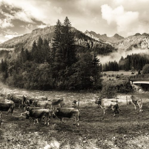 kuhbilder leinwand sepia wandbilder foto kaufen Allgäu Alpen Berge Kuh Braunvieh Vieh Rind Kühe Viehscheid Alp Alm Bergsommer Hinterstein Oberallgäu