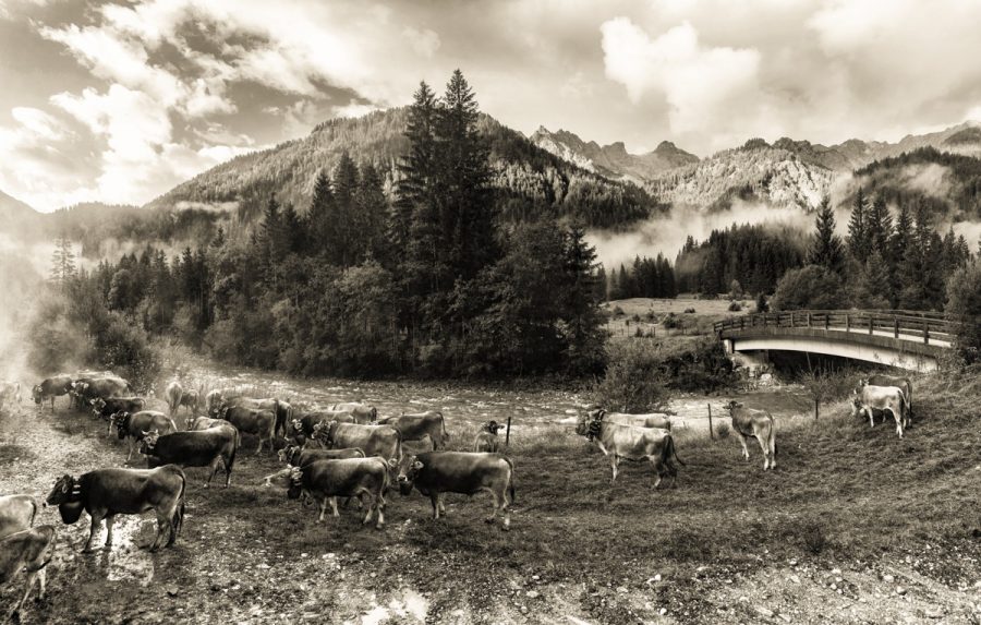 kuhbilder leinwand sepia wandbilder foto kaufen Allgäu Alpen Berge Kuh Braunvieh Vieh Rind Kühe Viehscheid Alp Alm Bergsommer Hinterstein Oberallgäu