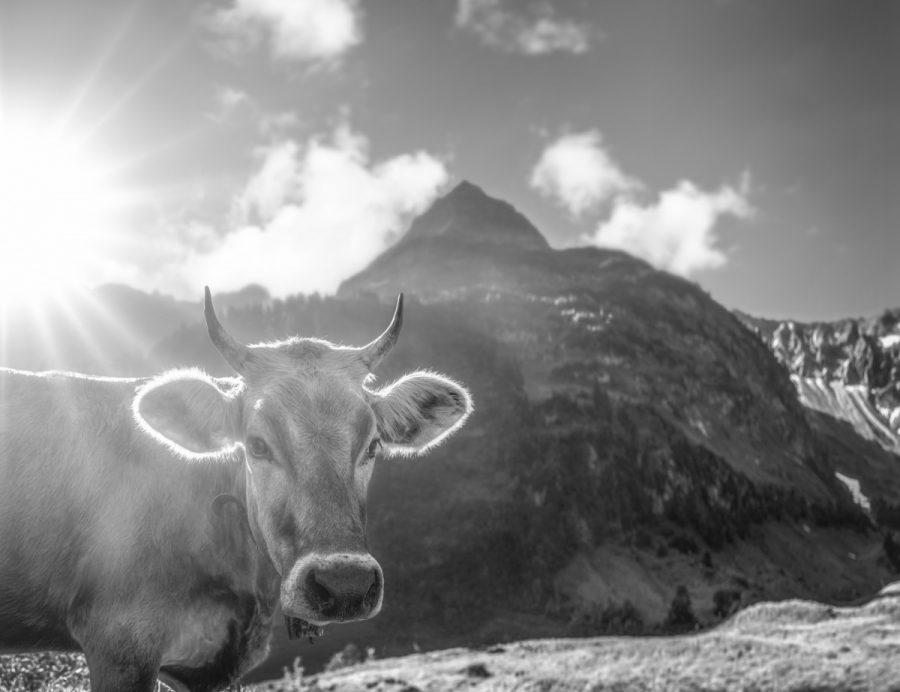 kuhbilder leinwand schwarz weiß wandbilder foto kaufen Allgäu Alpen Berge Kuh Braunvieh Vieh Rind Kühe Viehscheid Alp Alm Bergsommer Hinterstein Oberallgäue himmel sonne