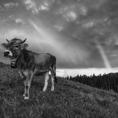 kuhbilder kuh bild schwarz weiß leinwand Allgäu Alpen Berge Kuh Braunvieh Vieh Rind Rinder Kühe Viehscheid Alp Alm Abtrieb Bergsommer Regenbogen Oberallgäu