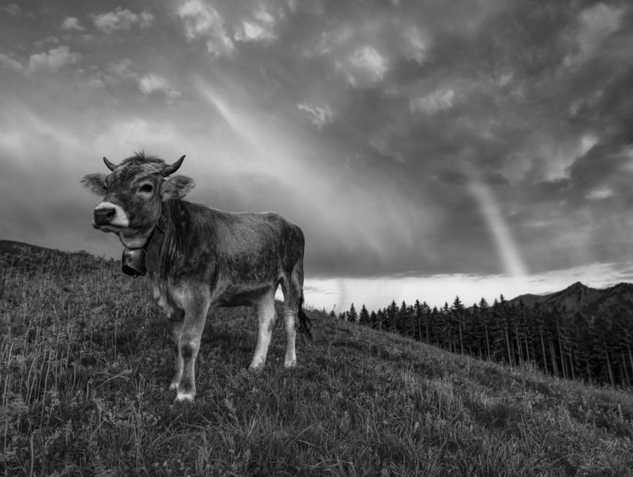 kuhbilder kuh bild schwarz weiß leinwand Allgäu Alpen Berge Kuh Braunvieh Vieh Rind Rinder Kühe Viehscheid Alp Alm Abtrieb Bergsommer Regenbogen Oberallgäu