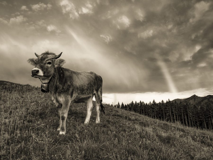kuhbilder kuh bild sepia leinwand Allgäu Alpen Berge Kuh Braunvieh Vieh Rind Rinder Kühe Viehscheid Alp Alm Abtrieb Bergsommer Regenbogen Oberallgäu