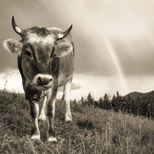 Kuhbilder Kuh bild sepia leinwand Kuhbild Allgäu Alpen Berge Kuh Braunvieh Vieh Rind Rinder Kühe Viehscheid Alp Alm Abtrieb Bergsommer Regenbogen Oberallgäu