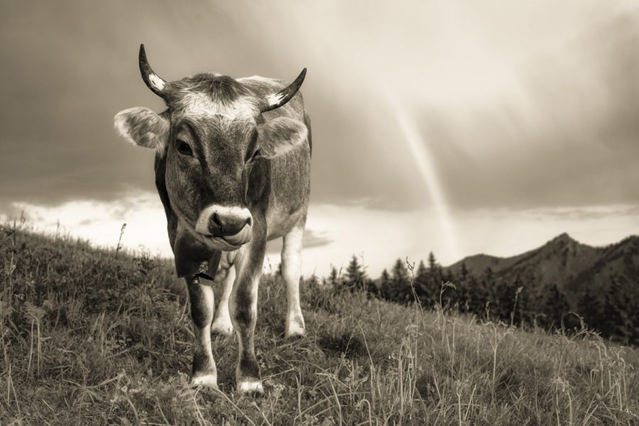 Kuhbilder Kuh bild sepia leinwand Kuhbild Allgäu Alpen Berge Kuh Braunvieh Vieh Rind Rinder Kühe Viehscheid Alp Alm Abtrieb Bergsommer Regenbogen Oberallgäu