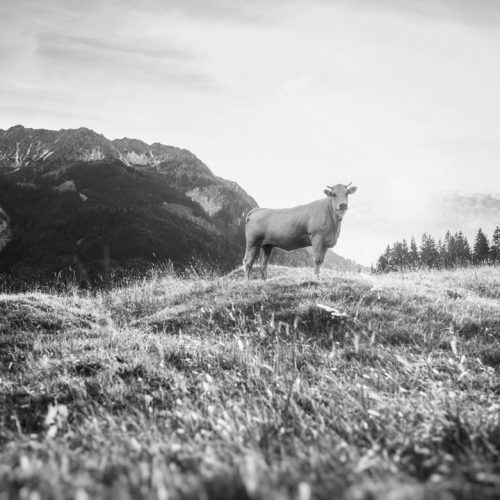 kuhbilder leinwand schwarz weiß wandbilder foto kaufen Allgäu Alpen Berge Kuh Braunvieh Vieh Rind Kühe Viehscheid Alp Alm Bergsommer Oberallgäue himmel sonne