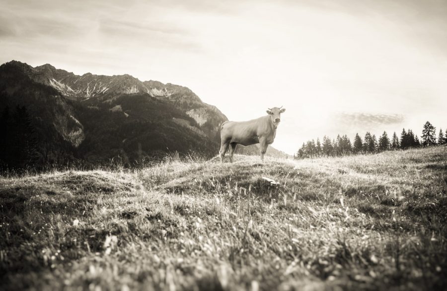 kuhbilder leinwand sepia wandbilder foto kaufen Allgäu Alpen Berge Kuh Braunvieh Vieh Rind Kühe Viehscheid Alp Alm Bergsommer Oberallgäue himmel sonne