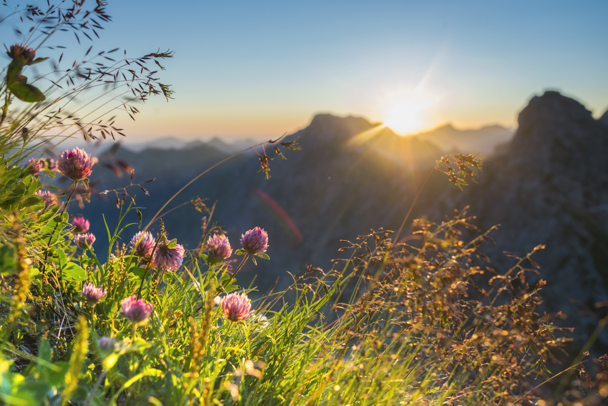 15_6731-Panorama-Allgäu-Alpen-Nebelhorn-Berge-Oberstdorf-Sommer-Alpenglühen-Sonnenuntergang-Blumen-Bergblumen-Oberallgäu-grüne-wiesen-blauer-himmel-sonne+++