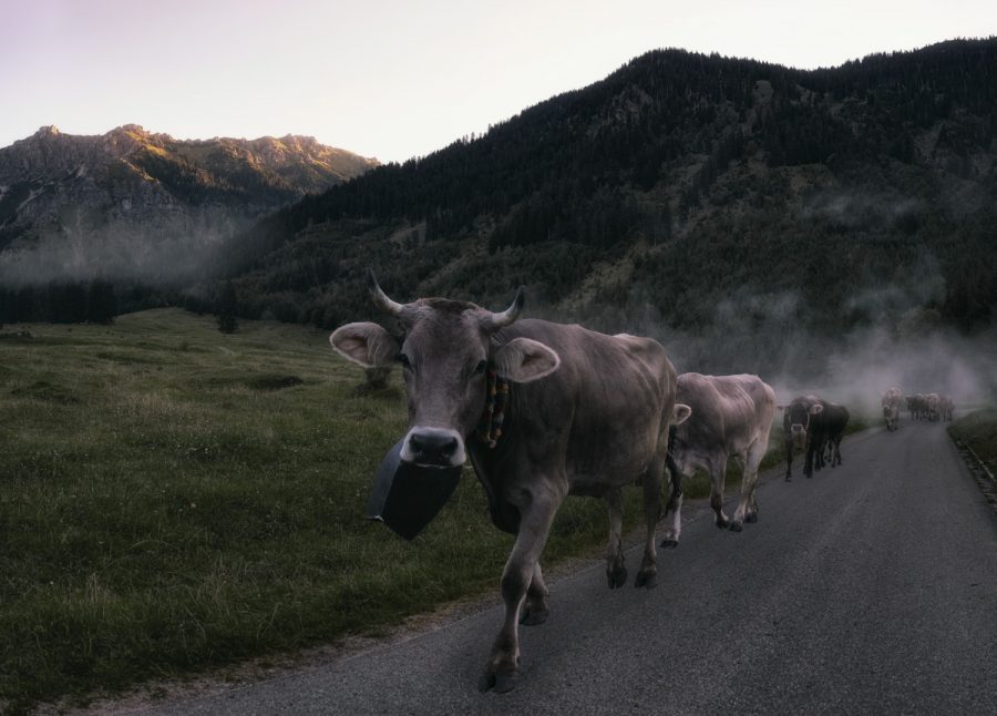 kuhbilder Kuh Bild Allgäu Alpen Berge Kuh Braunvieh Vieh Rind Rinder Kühe Viehscheid Alp Alm Abtrieb Bergsommer Hinterstein Oberallgäu grün schwarz