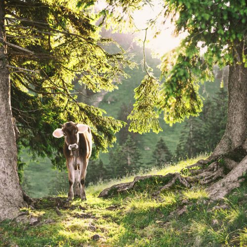 Kuhbilder Kuh Bild Kuhbild Allgäu Alpen Berge Kuh Braunvieh Vieh Rind Rinder Kühe Viehscheid Alp Alm Abtrieb Bergsommer Oberallgäu grün schwarz