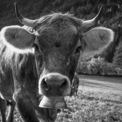 kuhbilder leinwand schwarz weiß wandbilder foto kaufen Allgäu Alpen Berge Kuh Braunvieh Vieh Rind Kühe Viehscheid Alp Alm Herbst Hinterstein Oberallgäu