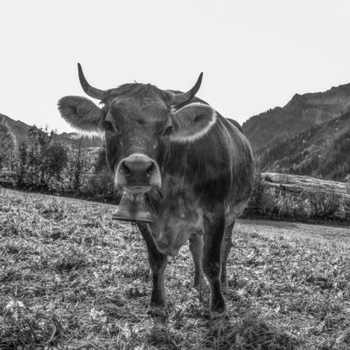 kuhbilder leinwand schwarz weiß wandbilder foto kaufen Allgäu Alpen Berge Kuh Braunvieh Vieh Rind Kühe Viehscheid Alp Alm Herbst Hinterstein Oberallgäu