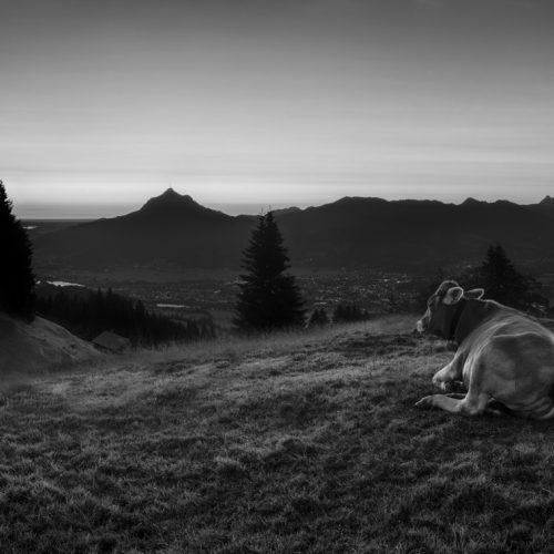 Kuhbilder leinwand schwarz weiß wandbilder foto kaufen Kuh Bild Kuhbild Allgäu Alpen Berge Kuh Braunvieh Vieh Rind Kühe Viehscheid Alp Alm Bergsommer Oberallgäu