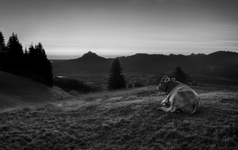 Kuhbilder leinwand schwarz weiß wandbilder foto kaufen Kuh Bild Kuhbild Allgäu Alpen Berge Kuh Braunvieh Vieh Rind Kühe Viehscheid Alp Alm Bergsommer Oberallgäu