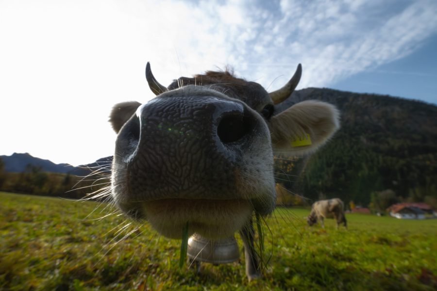 kuhbilder Kuh Bild Allgäu Alpen Berge Kuh Braunvieh Vieh Rind Rinder Kühe Viehscheid Alp Alm Abtrieb Bergsommer Hinterstein Oberallgäu grün