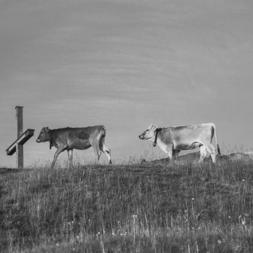 kuhbilder leinwand schwarz weiß wandbilder foto kaufen Allgäu Alpen Berge Kuh Braunvieh Vieh Rind Kühe Viehscheid Alp Alm Bergsommer Oberallgäuer himmel sonne