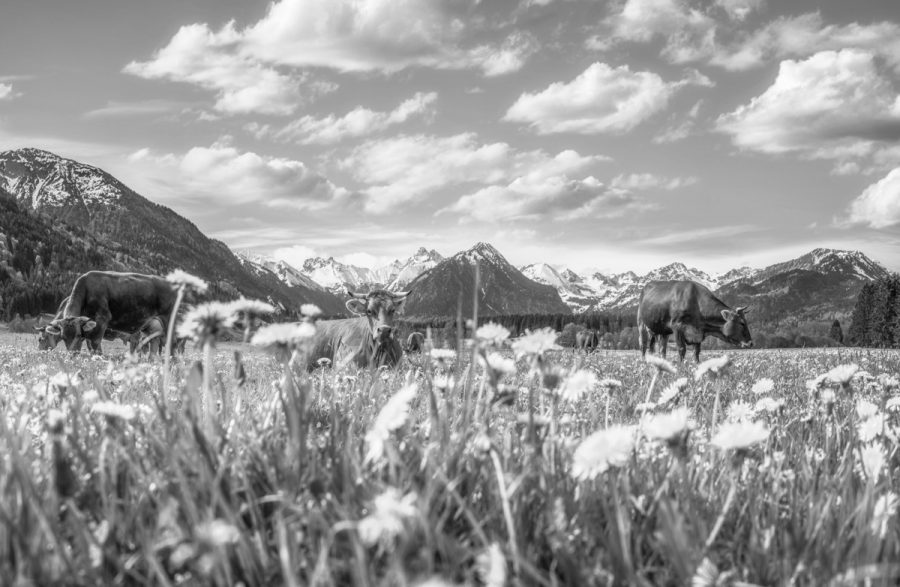 kuhbilder leinwand schwarz weiß wandbilder foto kaufen Allgäu Alpen Oberstdorf Berge Kuh Braunvieh Vieh Rind Kühe Viehscheid Alp Alm Frühling Rubi Oberallgäue himmel sonne