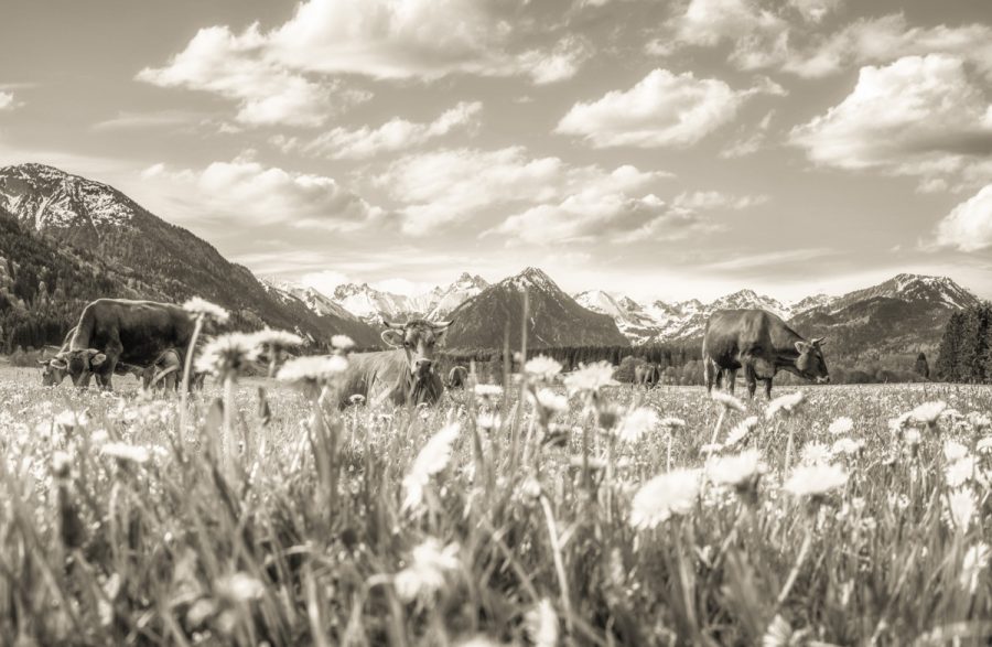 kuhbilder leinwand sepia wandbilder foto kaufen Allgäu Alpen Oberstdorf Berge Kuh Braunvieh Vieh Rind Kühe Viehscheid Alp Alm Frühling Rubi Oberallgäue himmel sonne