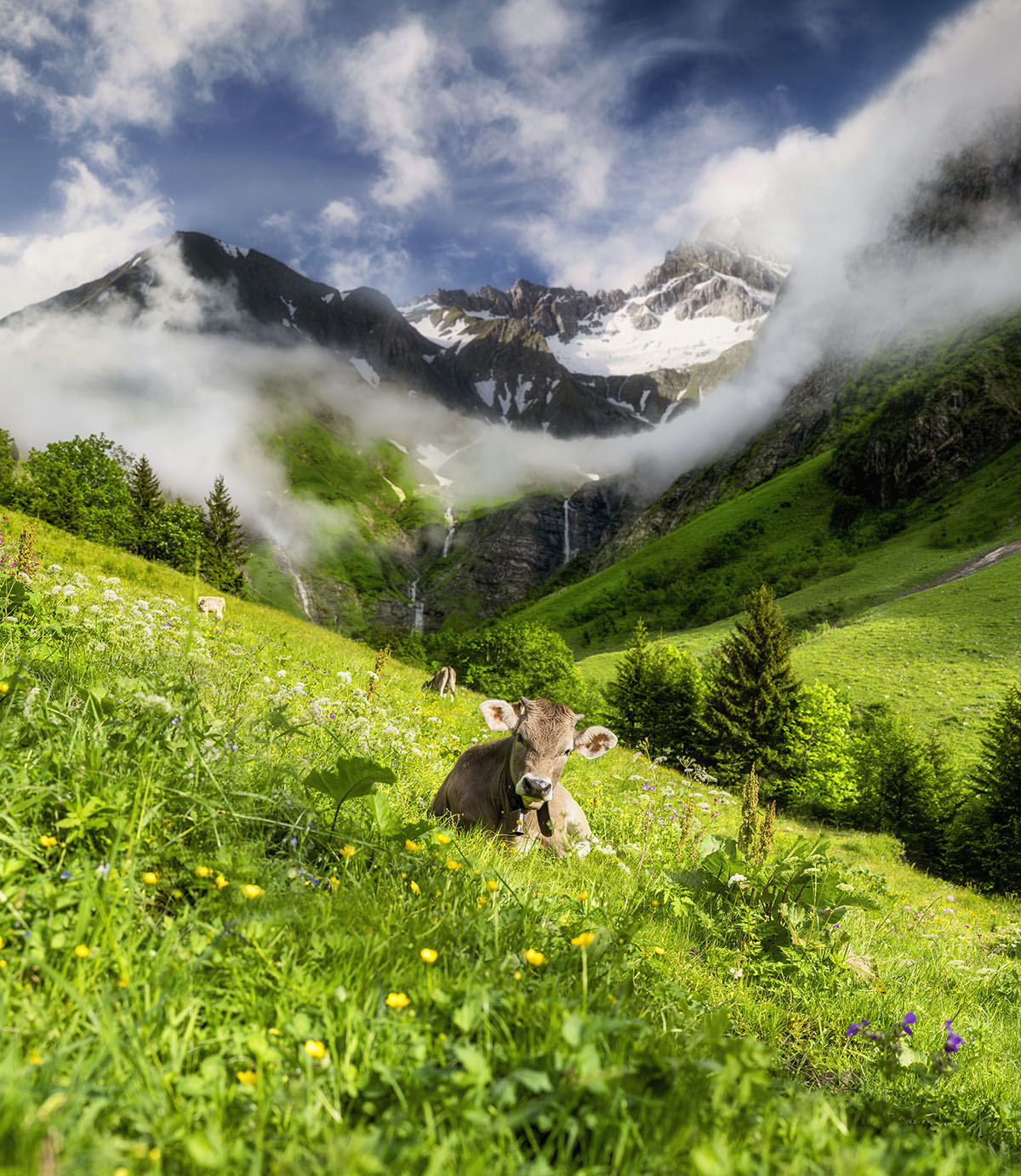 20 5622 Kuhbilder Kuh Bild Kuhbild Allgaeu Alpen Berge Kuh Braunvieh Vieh Rind Rinder Kuehe Viehscheid Alp Alm Abtrieb Bergsommer Oberstdorf Oberallgaeu gruene wiesen blauer himmel sonne 3