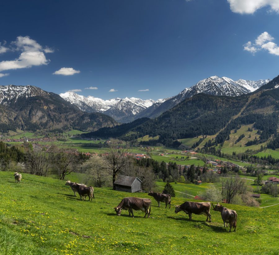 kuhbilder Kuh Bild Allgäu Alpen Berge Kuh Braunvieh Vieh Rind Rinder Kühe Viehscheid Alp Alm Abtrieb Bergsommer Oberallgäu grüne wiesen blauer himmel sonne