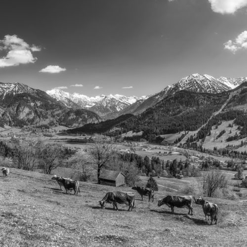 kuhbilder leinwand schwarz weiß wandbilder foto kaufen Allgäu Alpen Berge Kuh Braunvieh Vieh Rind Kühe Viehscheid Alp Alm Bergsommer Oberallgäue himmel sonne